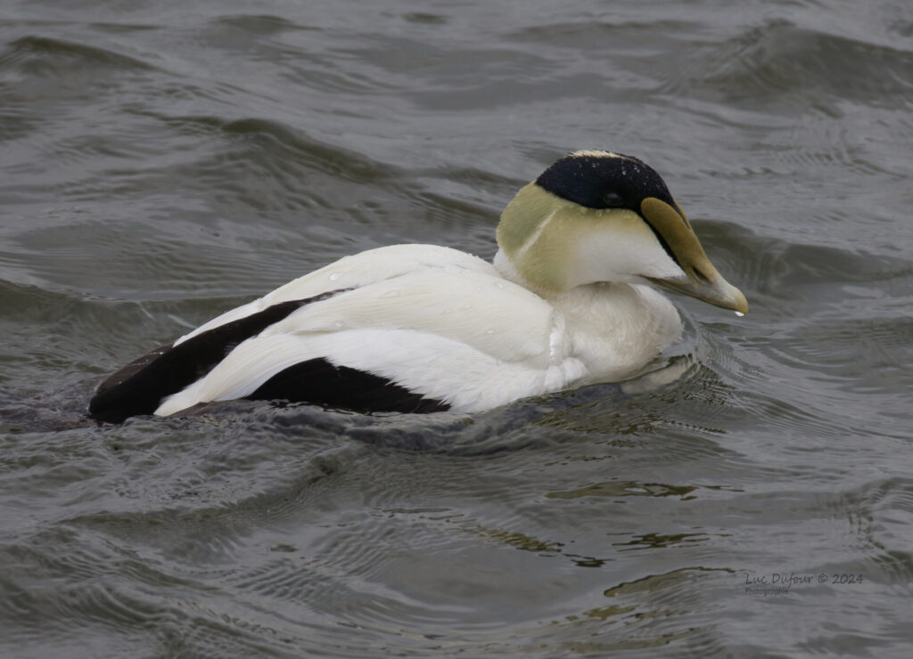 eider 1 ville de la malbaie 1024x740 Oiseau emblématique